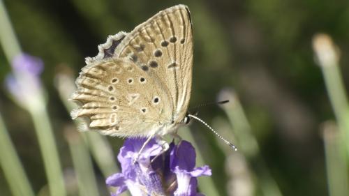Polyommatus daphnis
